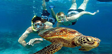 snorkel boat turtle